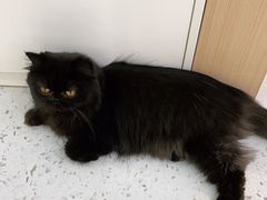 -喵园·猫主题咖啡厅·撸猫·猫咖(国贸店)