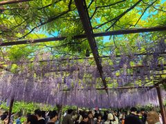 -嘉定紫藤园