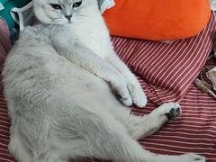 -瑞派名望24h动物医院异宠专科·猫专科·骨科·重症监护分院