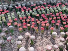 -南山植物园