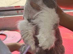 -翊宠yipet猫狗购宠庄园犬舍•猫舍