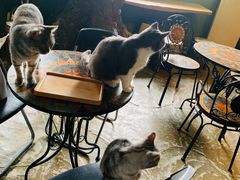 -猫猫幼稚园·撸猫·桌游·电玩
