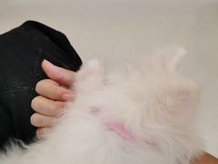 -共舞时光猫咖·狗咖(新街口店)