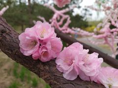 -大兴滨河森林公园