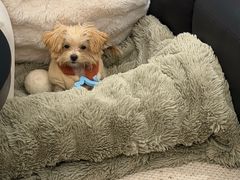 -菲丽丝宠物医院·24小时·猫科中心·免疫点(淮海分院)