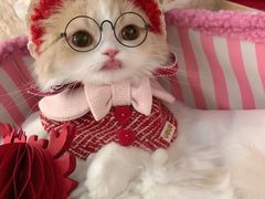 -萌宠之家·腊肠犬·马尔泰·小体犬舍