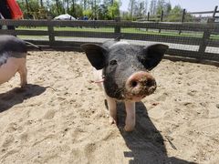 -前小桔亲子创意农场·草莓采摘·露营烧烤