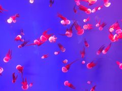 -芜湖新华联大白鲸海洋公园