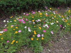 -春花秋色城市公园