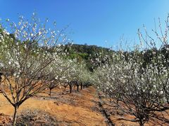 -南国桃园旅游度假区