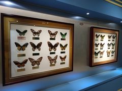 -上海昆虫博物馆