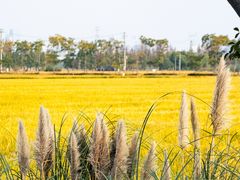 -嘉北郊野公园
