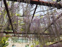 -嘉定紫藤园
