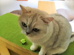 -猫和宫(六道口店)