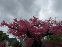 -靖西鹅泉风景区