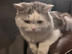 -Mr.Fox狐狸先生超级密室(南山店)
