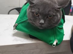 -关爱动物医院·心脏·中兽医·异宠(金牛路分院)