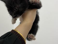 -艾吉宠物医院·疑难杂症转诊中心·猫友好(碧江路院)