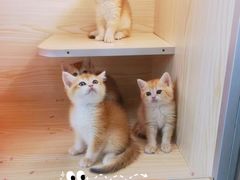 -十年猫舍·猫咪专门店(普陀店)