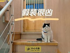 -MOCHA明星猫咖(田子坊店)