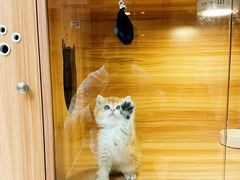 -猫十亿·布偶金渐层·曼基康矮脚猫舍(青年路店)
