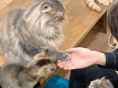 -楼上猫咖(罗湖店)