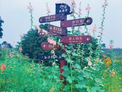 -大塘金香草谷