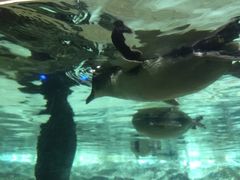 -悉尼海洋生物水族馆