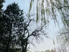 -朝阳公园