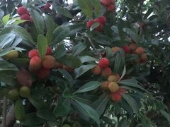 -宁波九龙湖开元度假村