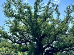 -麦克基(湘东大市场店)