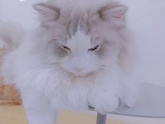-Heymao猫咖.咖啡厅(东门店)