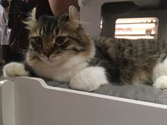 -more than meow吴止猫主题餐厅(承德 中船汇店)