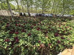 -羊亭河湿地公园