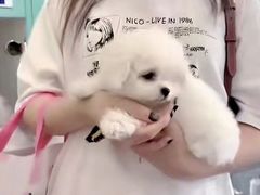 -萌宠之家·腊肠犬·马尔泰·小体犬舍