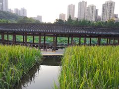-龙头寺公园