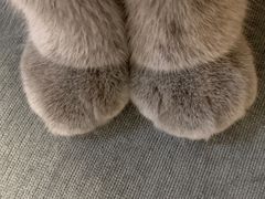 -猫大福·Fortune Cat猫舍(百子湾店)