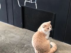 -瞄一喵猫咖(格力海岸店)