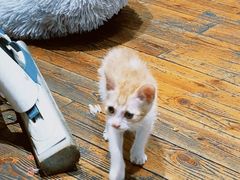 -初甜·舒芙蕾·韩式雪花冰(流塘店)