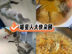-momokira米努特·德文卷毛猫·棉花面纱犬
