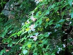 -秦岭终南山世界地质公园翠华山景区