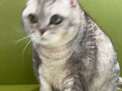 -北京派仕佳德动物医院·超导核磁·CT·神经科·骨科·内外科·急重症管理中心