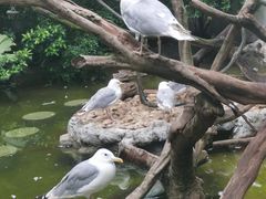 -广州长隆飞鸟乐园
