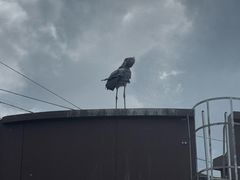 -新加坡飞禽公园
