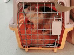 -北京恒爱动物医院(清景园分院)