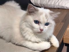 -瞄一喵猫咖(格力海岸店)
