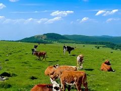 -芦芽山旅游度假区
