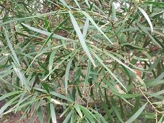 -北海金海湾红树林生态旅游区