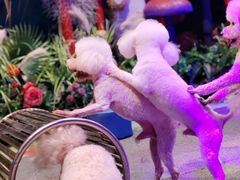-绿色星球动物主题公园