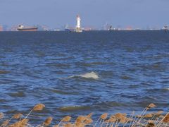 -上海吴淞炮台湾国家湿地公园